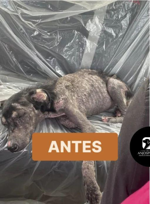 Apoio social